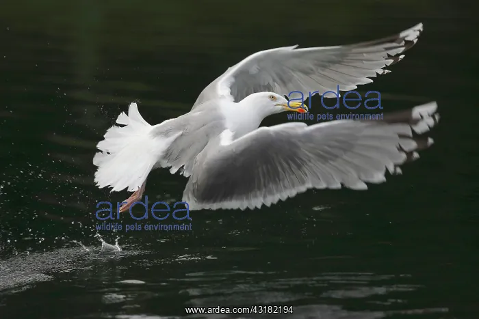 : European herring gull (Larus argentatus) above the : European herring gull (Larus argentatus) above the