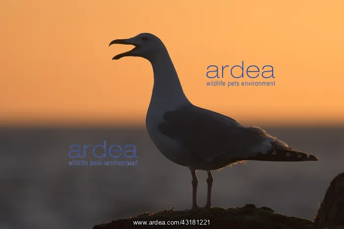 : European herring gull (Larus argentatus), adult : European herring gull (Larus argentatus), adult