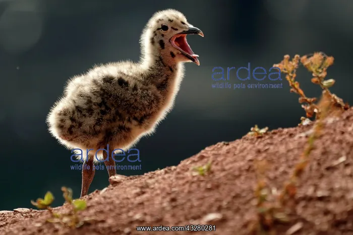 : European herring gull (Larus argentatus), calling : European herring gull (Larus argentatus), calling