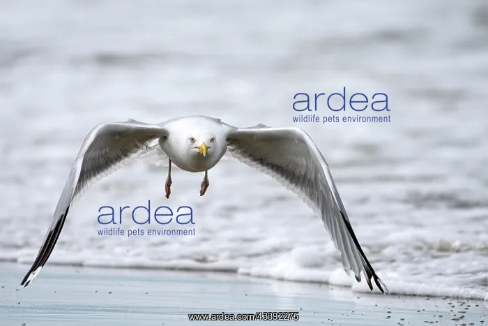 : European herring gull (Larus argentatus), in fli : European herring gull (Larus argentatus), in fli