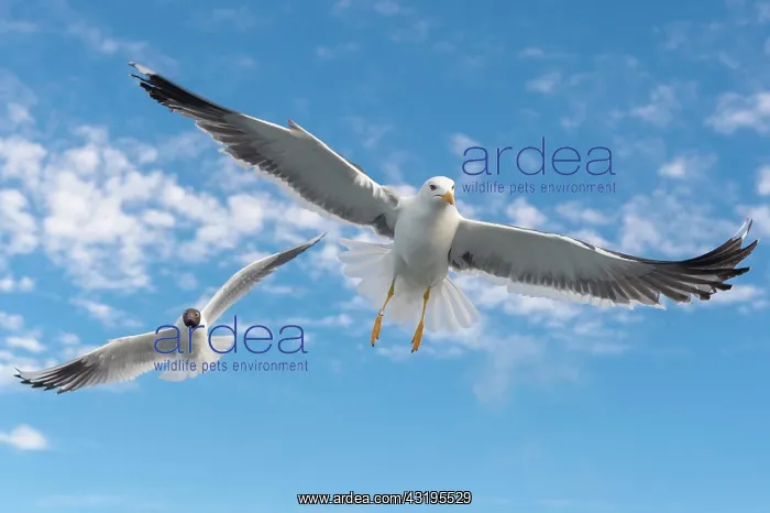 : European herring gull (Larus argentatus) in flight : European herring gull (Larus argentatus) in flight
