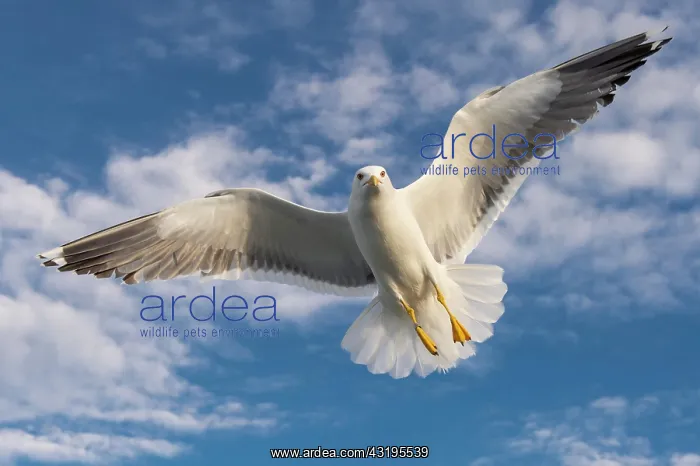 : European herring gull (Larus argentatus) in flight : European herring gull (Larus argentatus) in flight