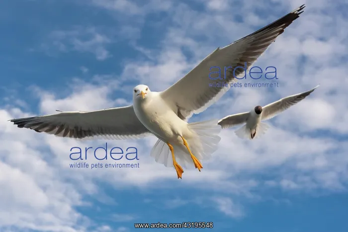 : European herring gull (Larus argentatus) in flight : European herring gull (Larus argentatus) in flight