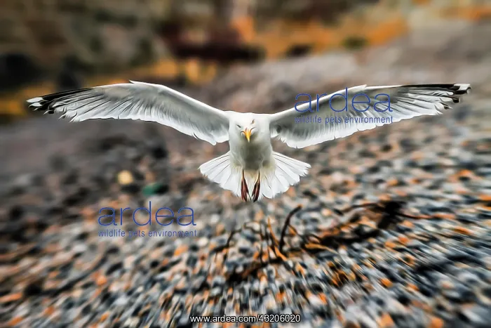  : European herring gull (Larus argentatus) flying