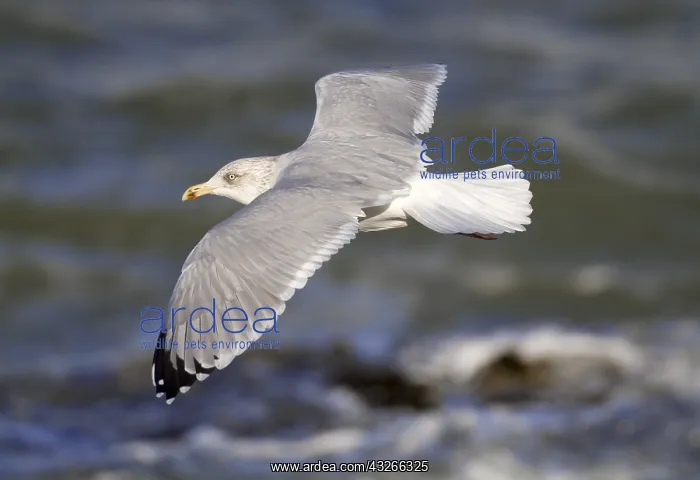 : European Herring Gull (Larus argentatus) flying : European Herring Gull (Larus argentatus) flying