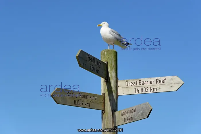 : European herring gull (Larus argentatus) stands : European herring gull (Larus argentatus) stands