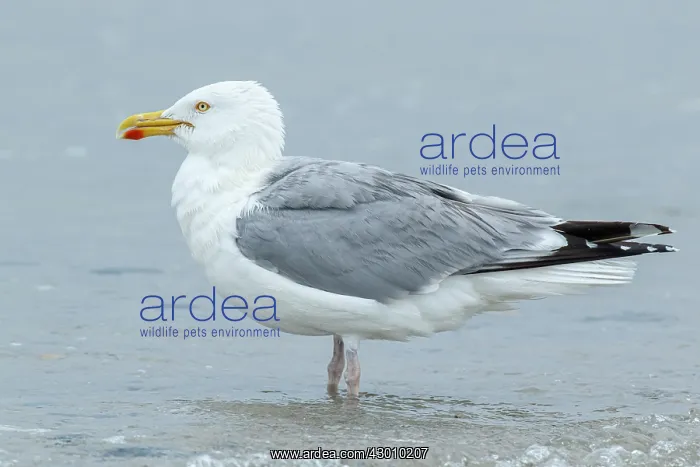 : European Herring Gull - preening on beach - Dune : European Herring Gull - preening on beach - Dune