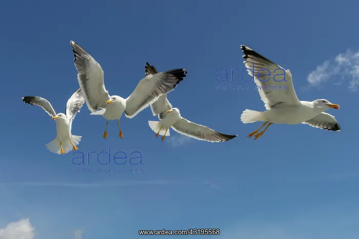 : European herring gulls (Larus argentatus) in flight : European herring gulls (Larus argentatus) in flight