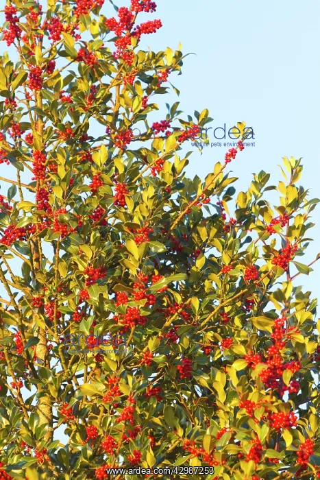 : European Holly - tree with red berries : European Holly - tree with red berries