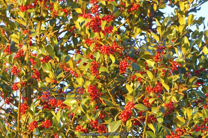 : European Holly - tree with red berries : European Holly - tree with red berries
