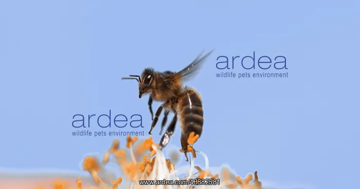 : |European Honey Bee (apis mellifera), Bee in Fli : |European Honey Bee (apis mellifera), Bee in Fli
