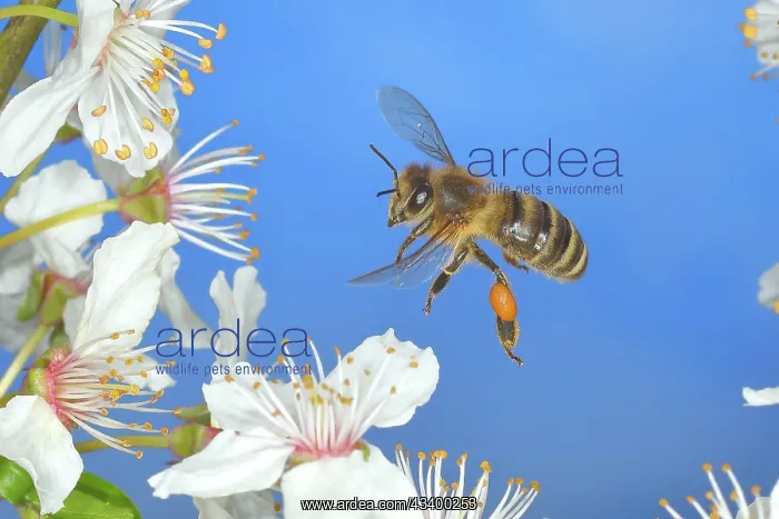 : European honey bee (Apis mellifera) bee in flight : European honey bee (Apis mellifera) bee in flight