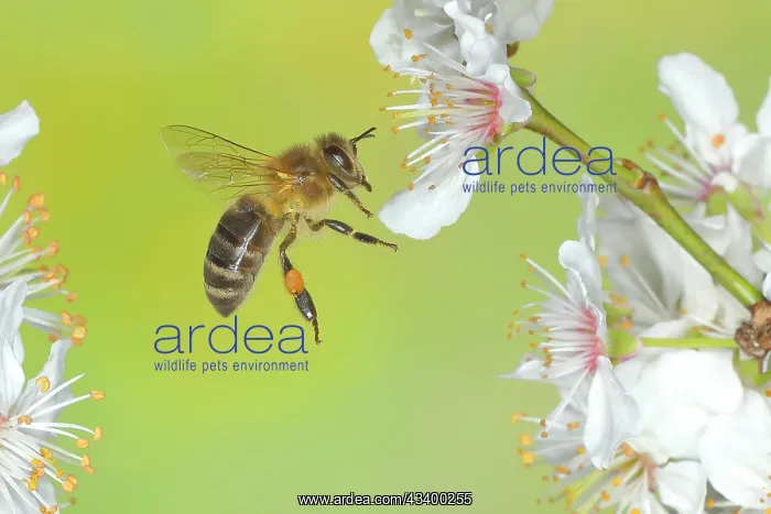 : European honey bee (Apis mellifera) bee in flight : European honey bee (Apis mellifera) bee in flight