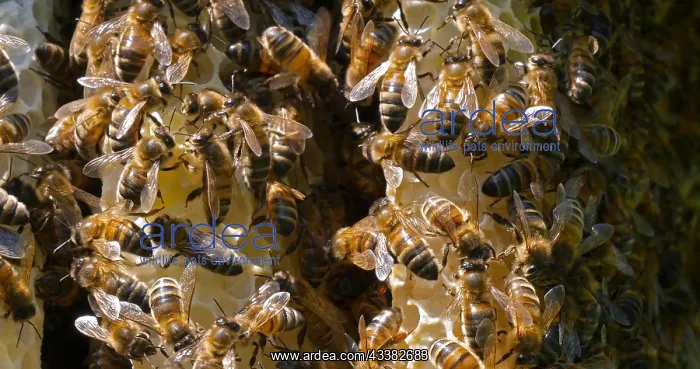  : |European Honey Bee (apis mellifera), Bees on a