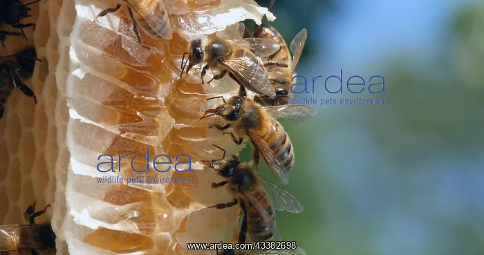 : |European Honey Bee (apis mellifera), Bees on a : |European Honey Bee (apis mellifera), Bees on a