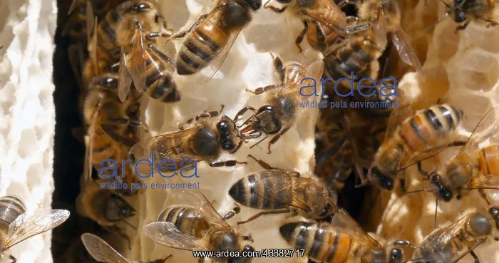 : |European Honey Bee (apis mellifera), Bees on a : |European Honey Bee (apis mellifera), Bees on a