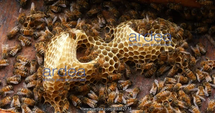 : |European Honey Bee (apis mellifera), Bees on a : |European Honey Bee (apis mellifera), Bees on a