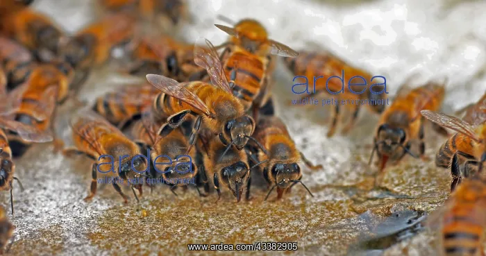 : European Honey Bee (apis mellifera), Bees drinki : European Honey Bee (apis mellifera), Bees drinki