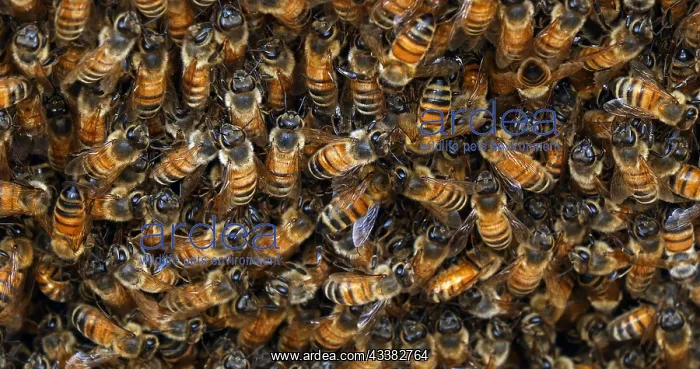 : |European Honey Bee (apis mellifera), bees grazi : |European Honey Bee (apis mellifera), bees grazi