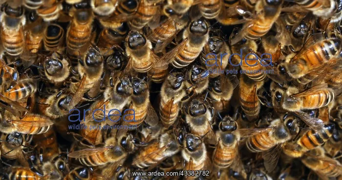 : |European Honey Bee (apis mellifera), bees grazi : |European Honey Bee (apis mellifera), bees grazi
