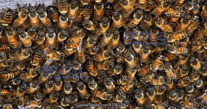  : |European Honey Bee (apis mellifera), bees grazi