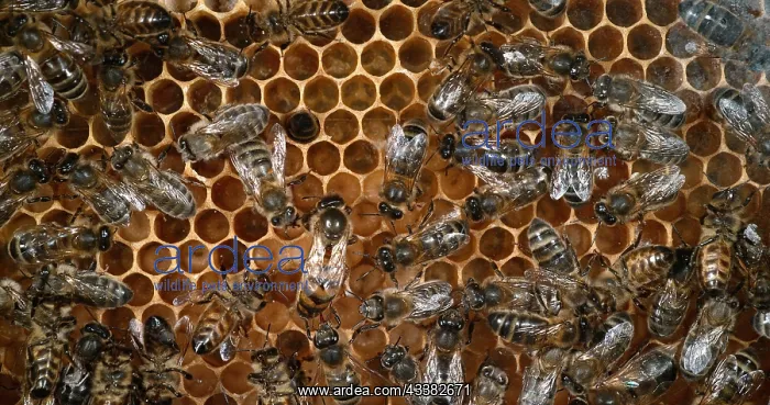 : European Honey Bee (apis mellifera), Bees workin : European Honey Bee (apis mellifera), Bees workin