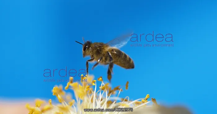 : |European Honey Bee (apis mellifera), black Bee : |European Honey Bee (apis mellifera), black Bee