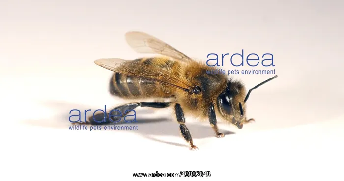 : European Honey Bee (apis mellifera), Black Bee a : European Honey Bee (apis mellifera), Black Bee a