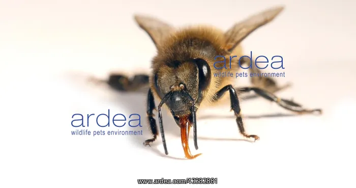 : European Honey Bee (apis mellifera), Black Bee a : European Honey Bee (apis mellifera), Black Bee a