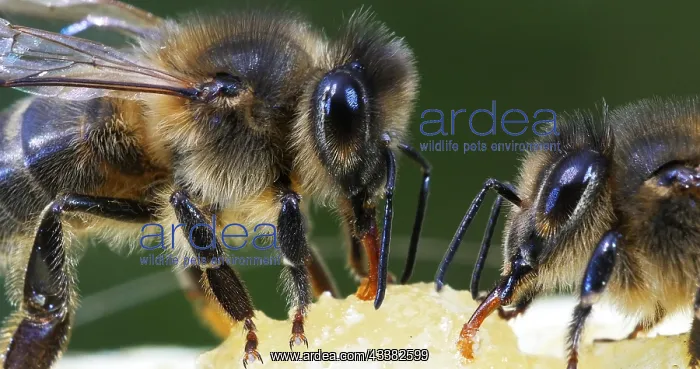 : European Honey Bee (apis mellifera), black Bee L : European Honey Bee (apis mellifera), black Bee L