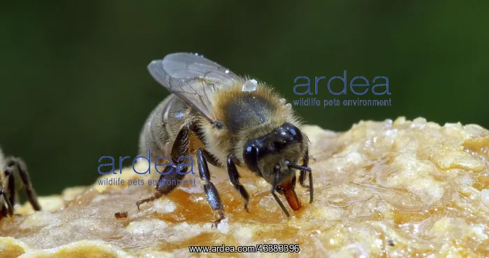 : European Honey Bee (apis mellifera), black Bee L : European Honey Bee (apis mellifera), black Bee L
