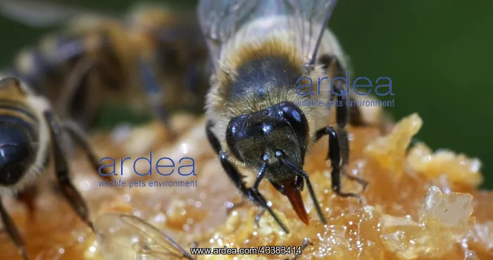 : European Honey Bee (apis mellifera), black Bee L : European Honey Bee (apis mellifera), black Bee L