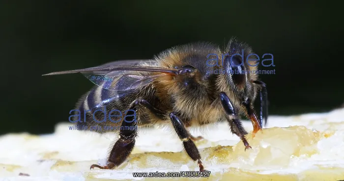 : European Honey Bee (apis mellifera), black Bee L : European Honey Bee (apis mellifera), black Bee L