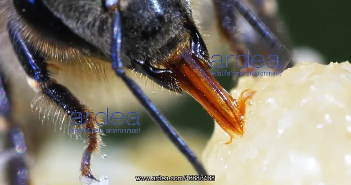 : European Honey Bee (apis mellifera), black Bee L : European Honey Bee (apis mellifera), black Bee L