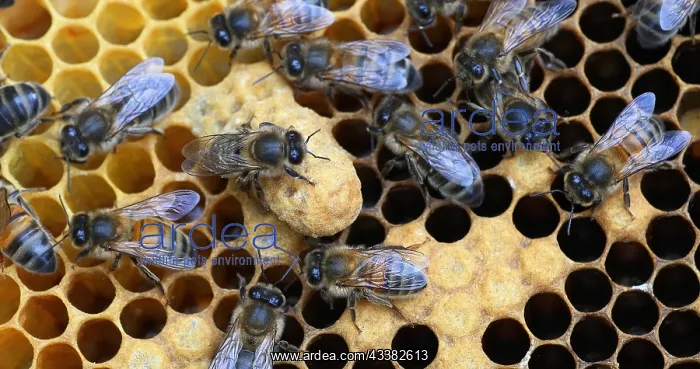 : European Honey Bee (apis mellifera), Black Bees : European Honey Bee (apis mellifera), Black Bees