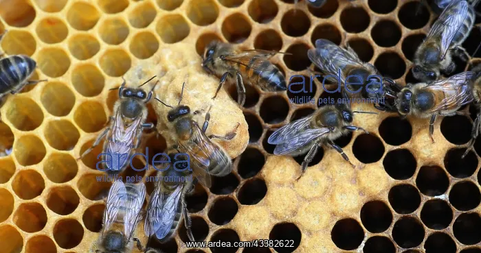 : European Honey Bee (apis mellifera), Black Bees : European Honey Bee (apis mellifera), Black Bees