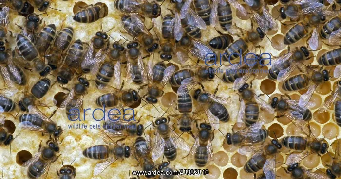 : |European Honey Bee (apis mellifera), black bees : |European Honey Bee (apis mellifera), black bees