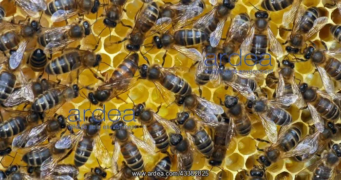 : |European Honey Bee (apis mellifera), black bees : |European Honey Bee (apis mellifera), black bees