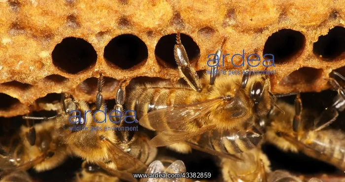 : European Honey Bee (apis mellifera), Black Bees : European Honey Bee (apis mellifera), Black Bees