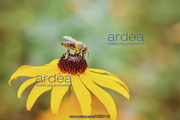 : European honey bee (Apis mellifera) collecting nectar : European honey bee (Apis mellifera) collecting nectar