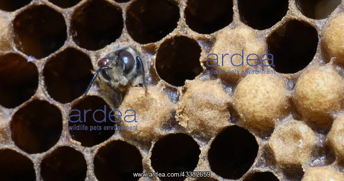 : |European Honey Bee (apis mellifera), Emergence : |European Honey Bee (apis mellifera), Emergence