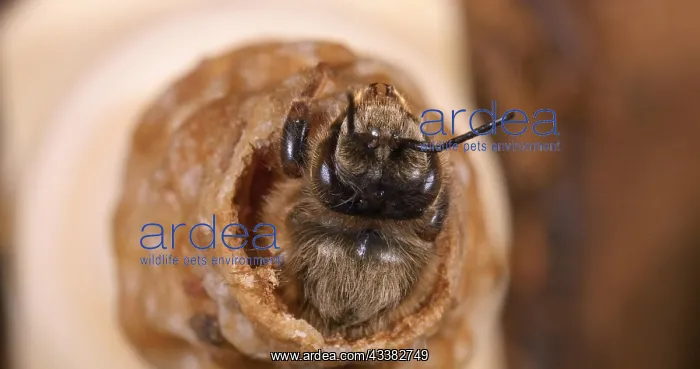 : European Honey Bee (apis mellifera), Emergence o : European Honey Bee (apis mellifera), Emergence o