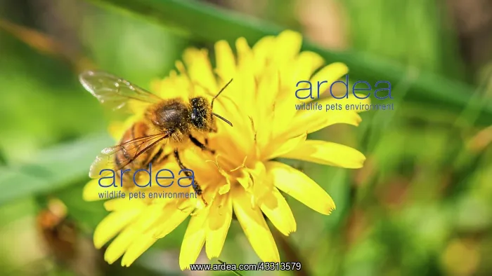  : European Honey Bee (Apis mellifera) or Western Honey
