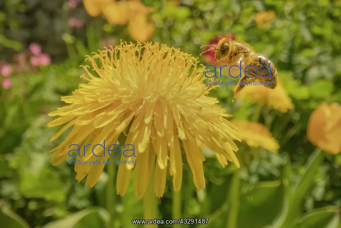 : European honey bee - a honey bee in flight approaching a blo : European honey bee - a honey bee in flight approaching a blo