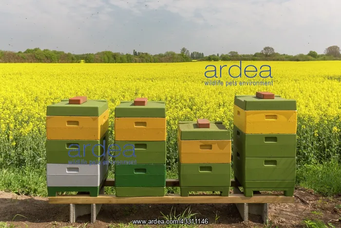: European Honey Bee, Western Honey Bee - Workers : European Honey Bee, Western Honey Bee - Workers