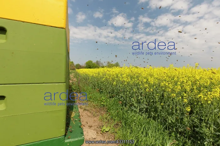 : European Honey Bee, Western Honey Bee - Workers : European Honey Bee, Western Honey Bee - Workers