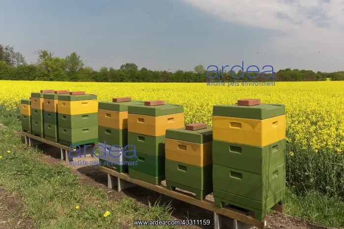 : European Honey Bee, Western Honey Bee - Workers : European Honey Bee, Western Honey Bee - Workers