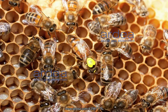 : European Honey Bees - Queen with yellow marker : European Honey Bees - Queen with yellow marker