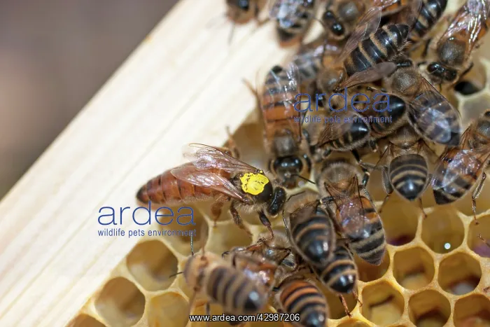 : European Honey Bees - Queen with yellow marker : European Honey Bees - Queen with yellow marker