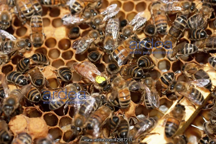  : European Honey Bees - Queen with yellow marker